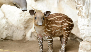 Picture How Do Young Tapirs Stay Hidden in Forests?