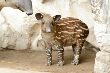 Picture How Do Young Tapirs Stay Hidden in Forests?