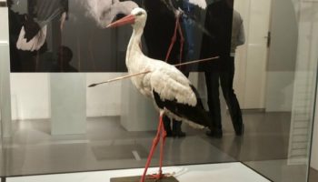 Picture How a Stork Helped Solve the Mystery of Long-Distance Bird Migration