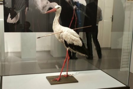 Picture How a Stork Helped Solve the Mystery of Long-Distance Bird Migration