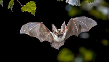 Picture What is the Role of Bats in Pest Control?