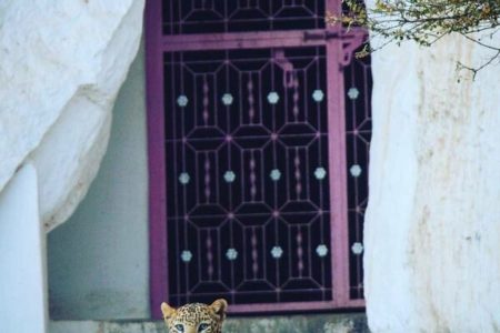 Picture Bera – A Small Town in India Where Human Coexist with Leopards