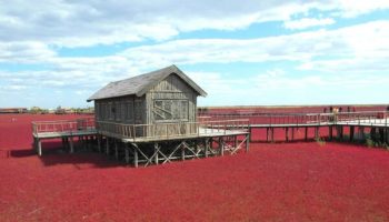 Picture How Does Panjin Red Beach Change Color?