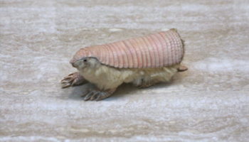 Picture The Pink Fairy Armadillo – The Smallest Armadillo Species
