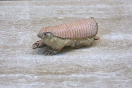 Picture The Pink Fairy Armadillo – The Smallest Armadillo Species