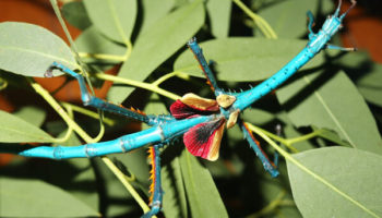 Picture Achrioptera fallax – Beautiful Electric Blue Stick Insects