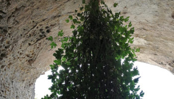 Picture Upside-Down Fig Tree in Italy