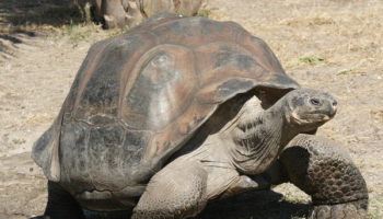 Picture Chelonoidis Niger Phantasticus – Extinct Species of Giant Tortoise Found Alive