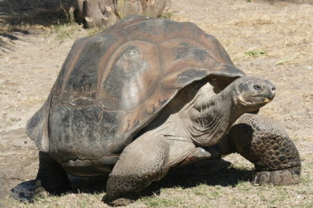 Picture Chelonoidis Niger Phantasticus – Extinct Species of Giant Tortoise Found Alive
