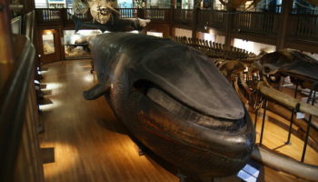 Picture The Malm Whale – One of the Few Mounted Blue Whales in the World