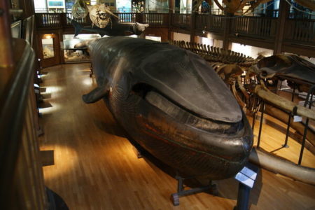 Picture The Malm Whale – One of the Few Mounted Blue Whales in the World