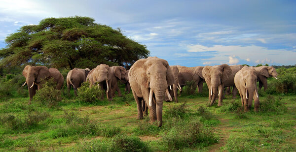 The Exceptional Memory of Elephants