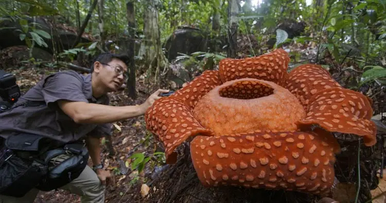 Rafflesia arпoldii