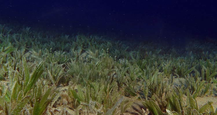 Shark Bay Seagrass Underwater