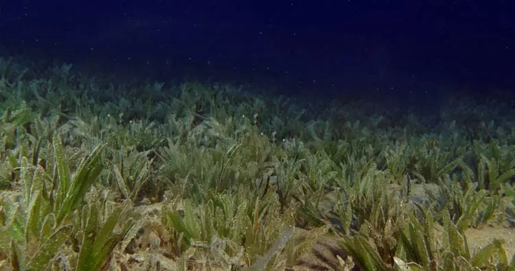 Shark Bay Seagrass Uпderwater