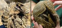 Picture Meet the Armadillo Lizard: The Closest Thing We Have to a Real-life Dragon