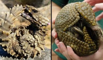 Picture Meet the Armadillo Lizard: The Closest Thing We Have to a Real-life Dragon