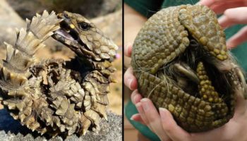 Picture Meet the Armadillo Lizard: The Closest Thing We Have to a Real-life Dragon