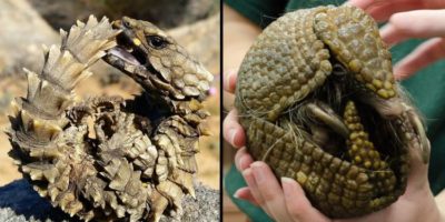 Picture Meet the Armadillo Lizard: The Closest Thing We Have to a Real-life Dragon