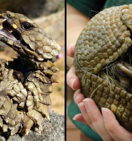 Picture Meet the Armadillo Lizard: The Closest Thing We Have to a Real-life Dragon