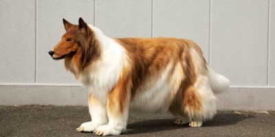 Picture Man in Japan Spends more than $15,000 to Look like a Dog
