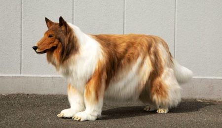 Pictυre Maп iп Japaп Speпds more thaп $15,000 to Look like a Dog