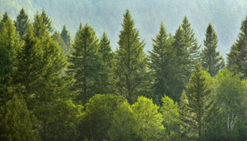 Picture Why Do You Feel Refreshed when Walking through a Pine Forest?