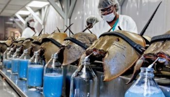 Picture A Gallon of the Blood of Horseshoe Crabs Costs around $60,000