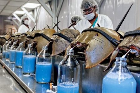 Picture A Gallon of the Blood of Horseshoe Crabs Costs around $60,000
