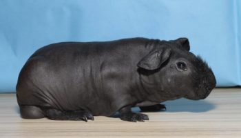 Picture A Skinny Pig is a Hairless Guinea Pig That Looks Like a Tiny Hippo