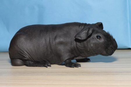 Picture A Skinny Pig is a Hairless Guinea Pig That Looks Like a Tiny Hippo
