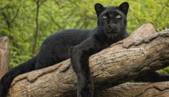 Picture Black Panthers are Not a Separate Species
