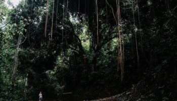 Picture Stranded Man Chops Down Power Poles to Be Rescued