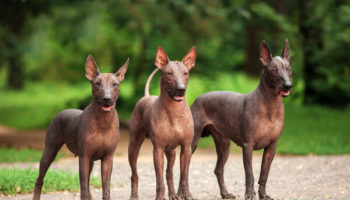 Picture Xoloitzcuintle – One of the Most Ancient Dog Breeds in the World