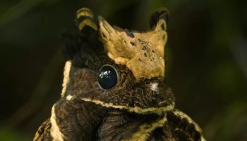 Picture The Great Eared Nightjar is a Unique-Looking Bird