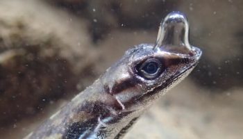 Picture Anolis aquaticus Can Spend Up to 15 Minutes Underwater