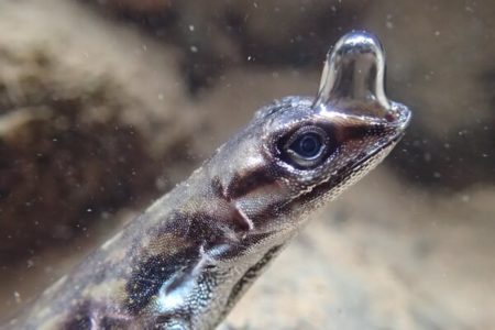 Picture Anolis aquaticus Can Spend Up to 15 Minutes Underwater