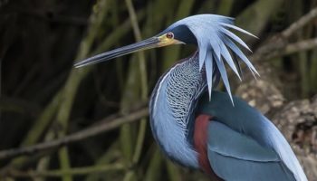 Picture The Agami Heron is Called the Hummingbird Heron for its Unique Plumage