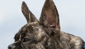Picture This French Bulldog Breeder is Trying to Make The Animals Healthier