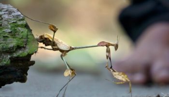 Picture Gongylus Gongylodes – The Exotic Stick Insect Known as Wandering Violin Mantis