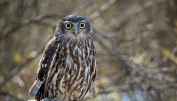 Picture Neil Simmons Hooted at Owls and an “Owl” Hooted Back