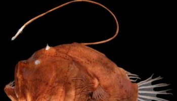 Picture When Anglerfish Mate, They Fuse Their Bodies Together