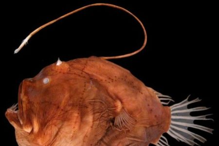 Picture When Anglerfish Mate, They Fuse Their Bodies Together