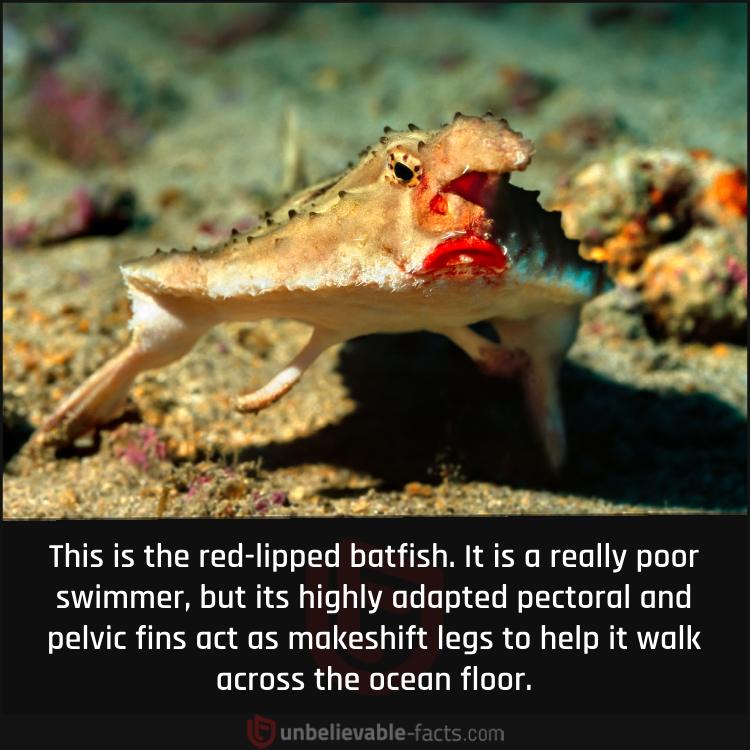A Fish that Walks Instead of Swimming