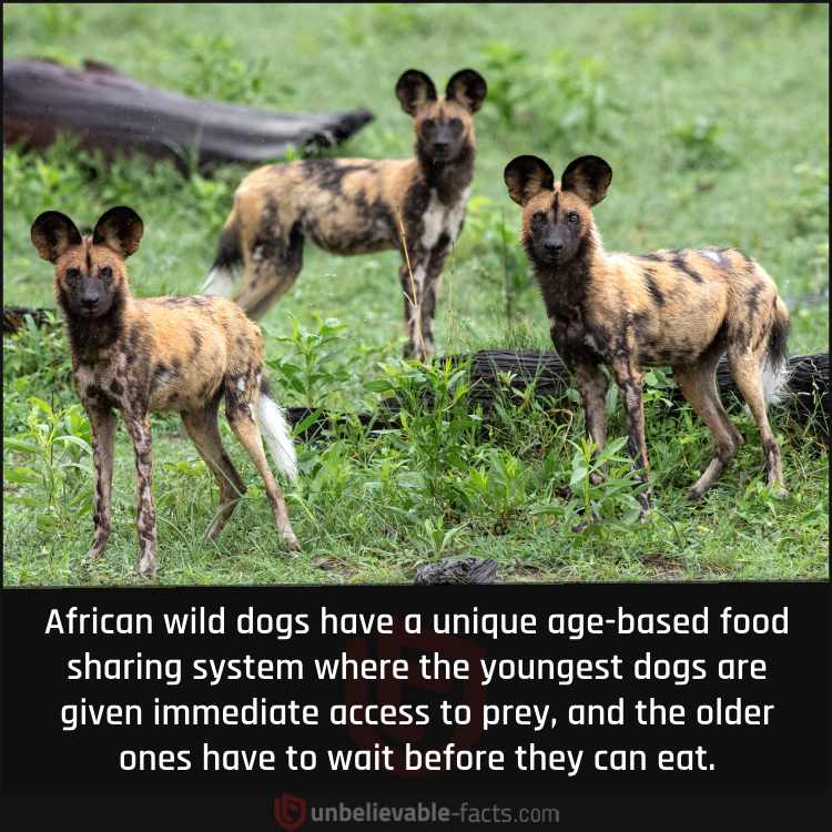 African Wild Dogs Have an Age-based Food Sharing System