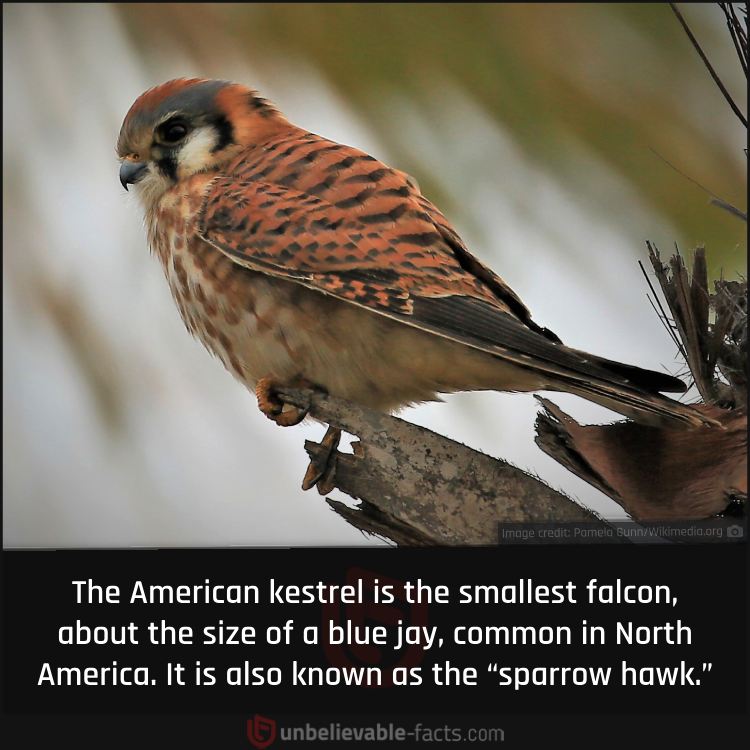 American Kestrel, the Smallest Falcon