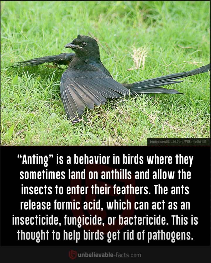 “Anting” in Birds