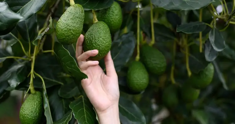 Avocado tree