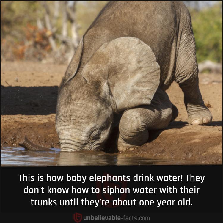 Baby Elephants Drinking Water