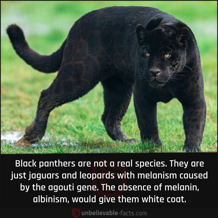 Black Panthers Are Not Species